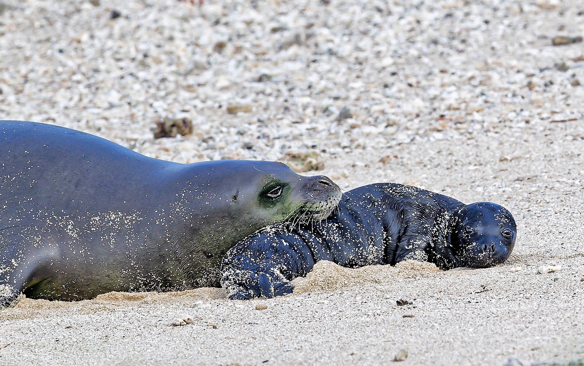 Hawaiian Monk Seal Preservation Ohana – Here To Help Protect and