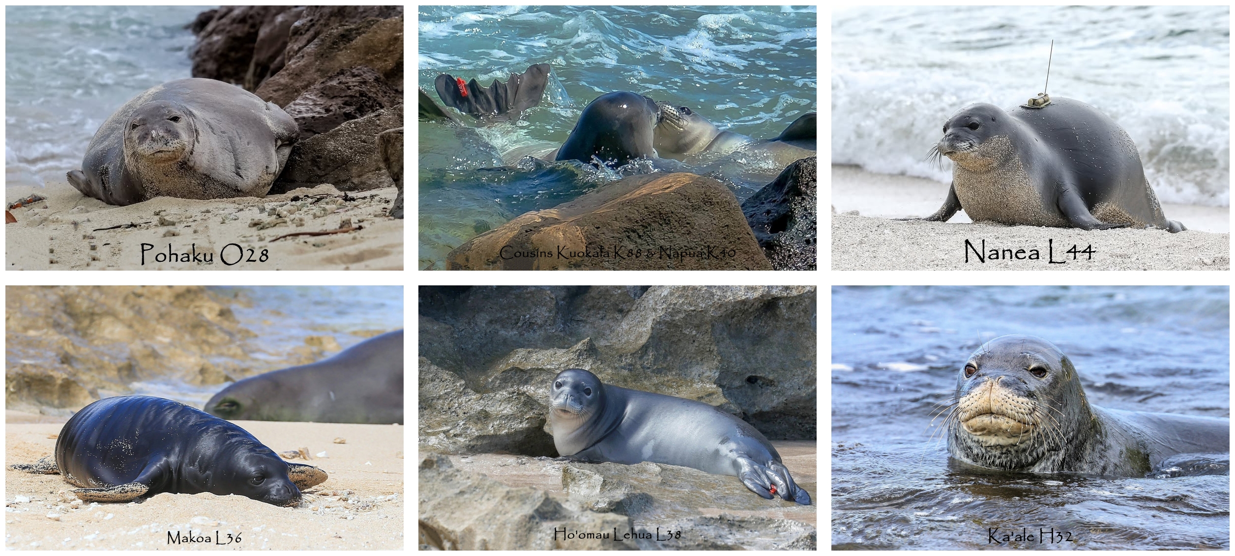 Volunteers – Hawaiian Monk Seal Preservation Ohana